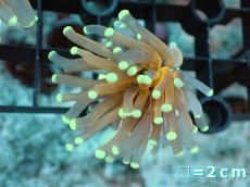画像1: 【サンゴ】【通販】フラグ ゴールドトーチコーラル（1 head)（個体販売）No.5（生体）（サンゴ） (1)
