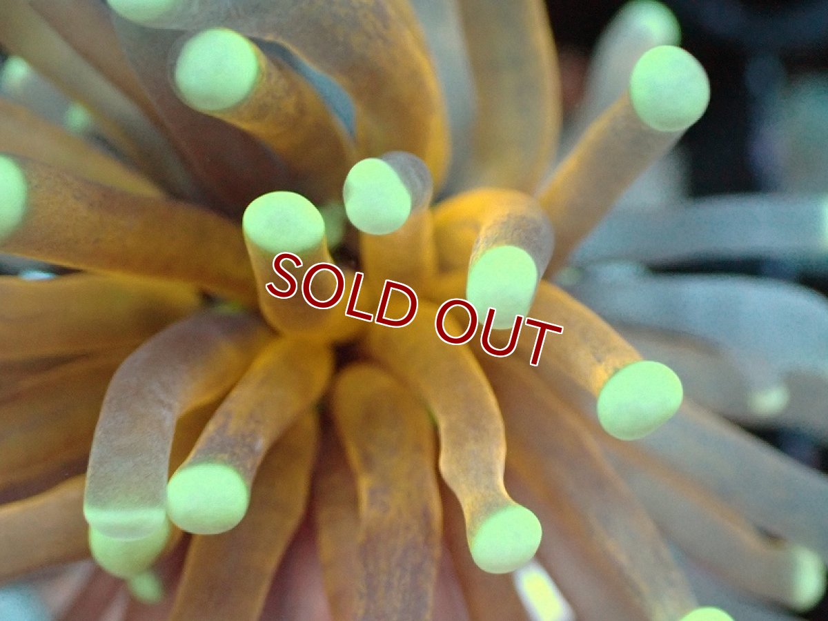 画像2: 【サンゴ】【通販】フラグ ゴールドトーチコーラル（1 head)（個体販売）No.5（生体）（サンゴ） (2)