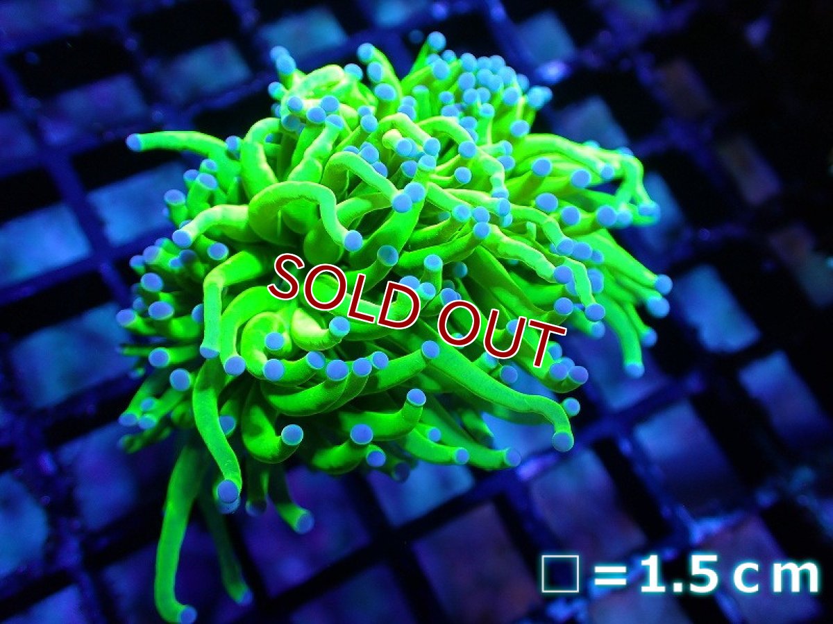 画像1: 【サンゴ】【通販】トーチコーラル【Holy Grail】High End（個体販売）No.1（生体）（サンゴ） (1)