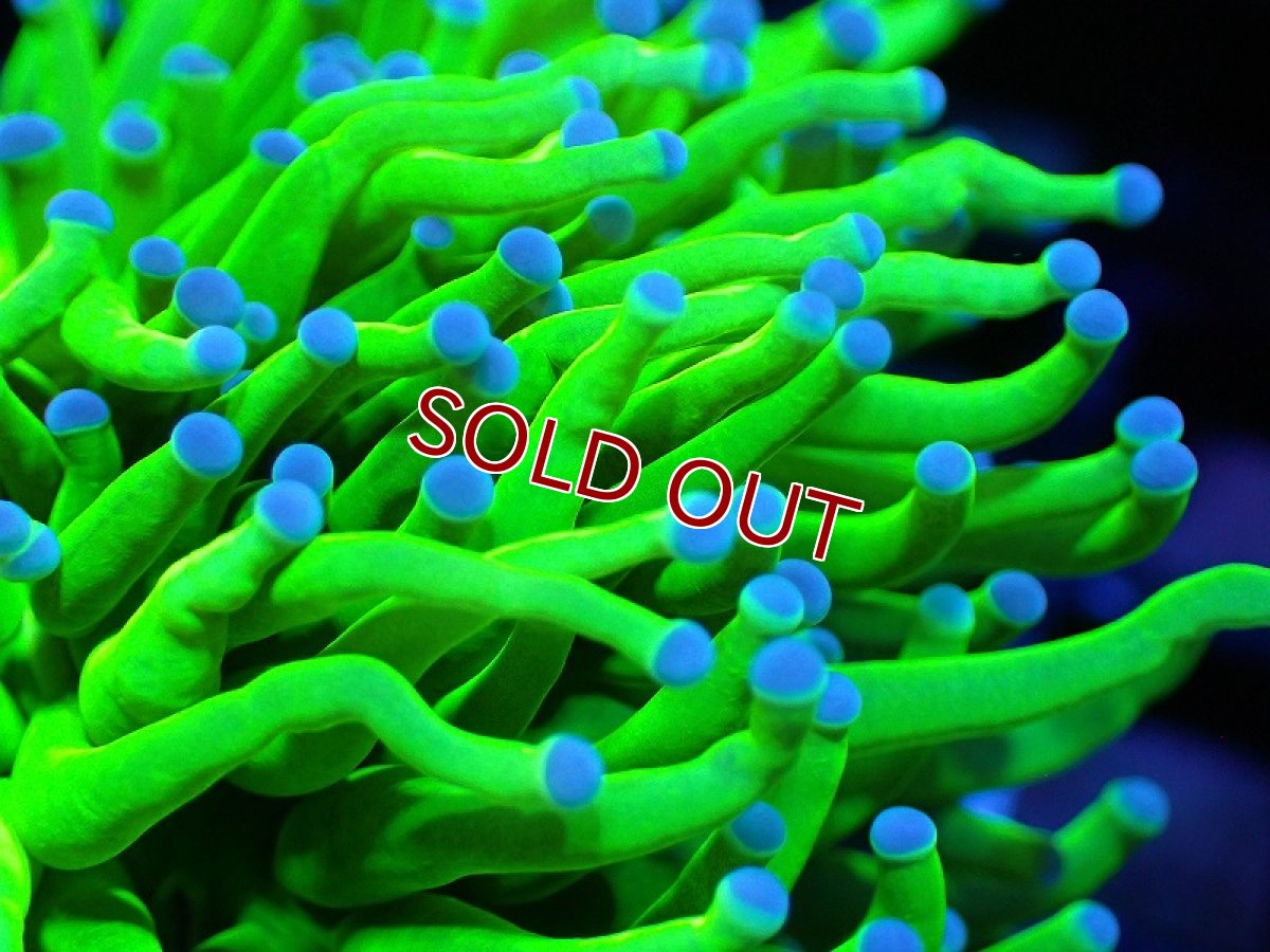 画像2: 【サンゴ】【通販】トーチコーラル【Holy Grail】High End（個体販売）No.1（生体）（サンゴ） (2)