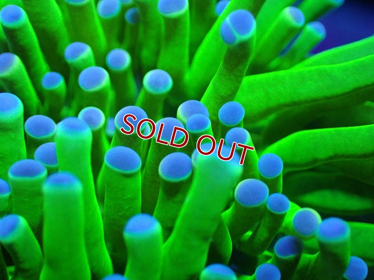 画像2: 【サンゴ】【通販】トーチコーラル【Holy Grail】High End（個体販売）No.2（生体）（サンゴ） (2)