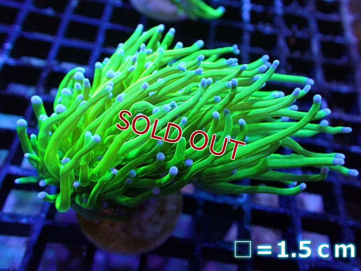 画像1: 【サンゴ】【通販】トーチコーラル【Holy Grail】High End（個体販売）No.4（生体）（サンゴ） (1)