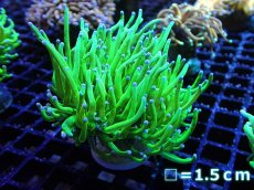 画像1: 【サンゴ】【通販】トーチコーラル【Holy Grail】High End（個体販売）No.5（生体）（サンゴ） (1)