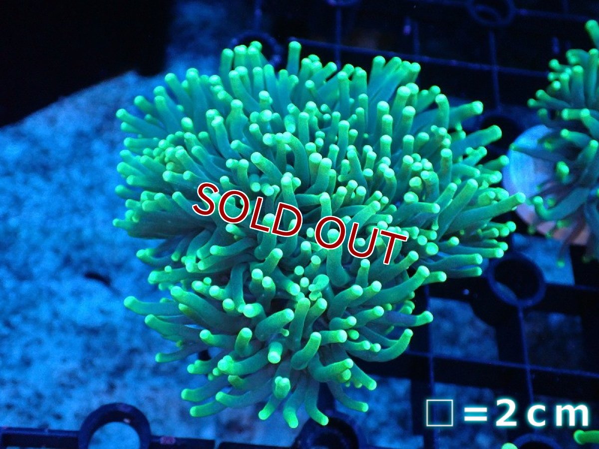 画像1: 【サンゴ】【通販】トーチコーラル（メタリックグリーン/フラグ）（個体販売）No.2（生体）（サンゴ） (1)