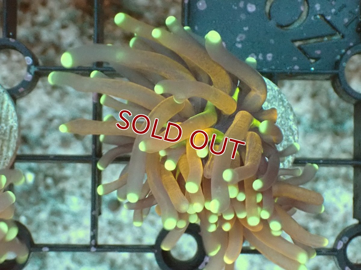 画像1: 【サンゴ】【通販】フラグ ゴールドトーチコーラル（1head）（個体販売）No.8（生体）（サンゴ） (1)