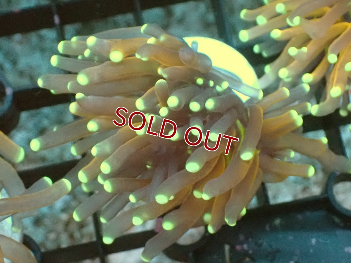 画像1: 【サンゴ】【通販】フラグ ゴールドトーチコーラル（1head）（個体販売）No.9（生体）（サンゴ） (1)