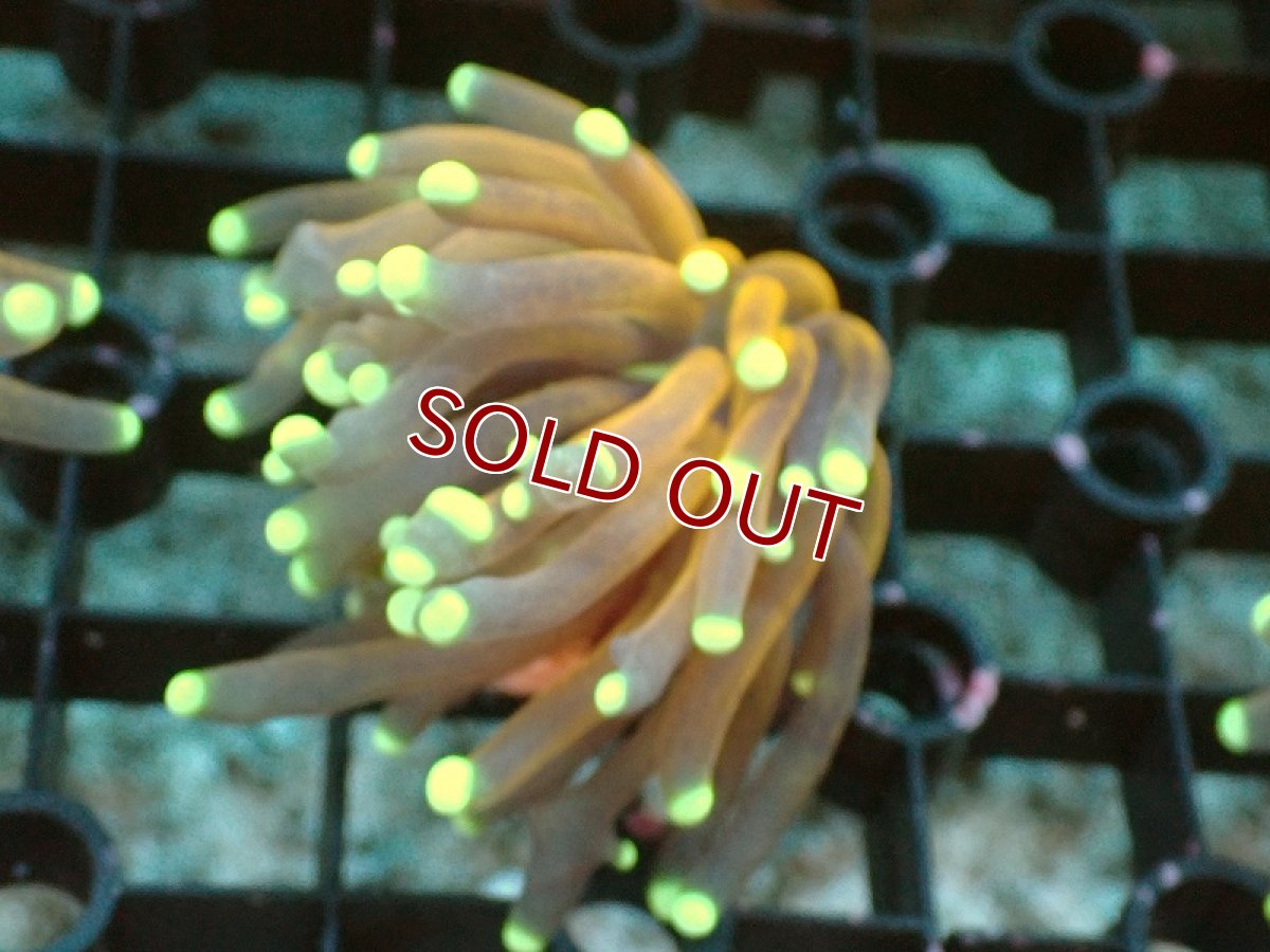 画像1: 【サンゴ】【通販】フラグ ゴールドトーチコーラル（1head）（個体販売）No.12（生体）（サンゴ） (1)