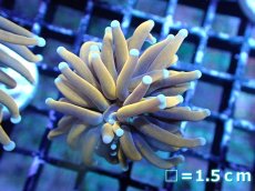 画像1: 【送料無料対象商品】【サンゴ】【通販】ゴールドトーチコーラル（２４K）（個体販売）No.1（生体）（サンゴ） (1)