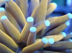 画像2: 【送料無料対象商品】【サンゴ】【通販】ゴールドトーチコーラル（２４K）（個体販売）No.1（生体）（サンゴ） (2)