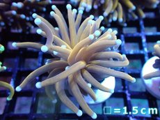 画像1: 【送料無料対象商品】【サンゴ】【通販】ゴールドトーチコーラル（２４K）（個体販売）No.2（生体）（サンゴ） (1)