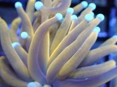 画像2: 【送料無料対象商品】【サンゴ】【通販】ゴールドトーチコーラル（２４K）（個体販売）No.2（生体）（サンゴ） (2)