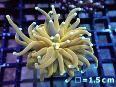 画像1: 【送料無料対象商品】【サンゴ】【通販】ゴールドトーチコーラル（２４K）（個体販売）No.3（生体）（サンゴ） (1)