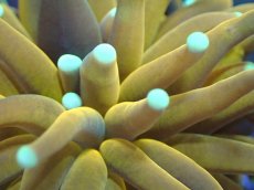 画像2: 【送料無料対象商品】【サンゴ】【通販】ゴールドトーチコーラル（２４K）（個体販売）No.3（生体）（サンゴ） (2)