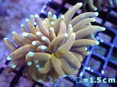 画像1: 【送料無料対象商品】【サンゴ】【通販】ゴールドトーチコーラル（２４K）（個体販売）No.4（生体）（サンゴ） (1)