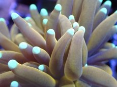 画像2: 【送料無料対象商品】【サンゴ】【通販】ゴールドトーチコーラル（２４K）（個体販売）No.4（生体）（サンゴ） (2)