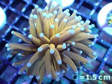 画像1: 【送料無料対象商品】【サンゴ】【通販】ゴールドトーチコーラル（２４K）（個体販売）No.5（生体）（サンゴ） (1)