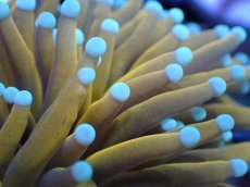 画像2: 【送料無料対象商品】【サンゴ】【通販】ゴールドトーチコーラル（２４K）（個体販売）No.5（生体）（サンゴ） (2)