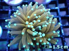 画像1: 【送料無料対象商品】【サンゴ】【通販】ゴールドトーチコーラル（２４K）（個体販売）No.6（生体）（サンゴ） (1)