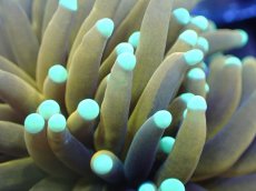 画像2: 【送料無料対象商品】【サンゴ】【通販】ゴールドトーチコーラル（２４K）（個体販売）No.6（生体）（サンゴ） (2)