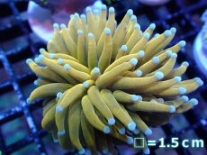 画像1: 【送料無料対象商品】【サンゴ】【通販】ゴールドトーチコーラル（２４K）（個体販売）No.7（生体）（サンゴ） (1)