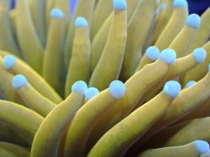 画像2: 【送料無料対象商品】【サンゴ】【通販】ゴールドトーチコーラル（２４K）（個体販売）No.7（生体）（サンゴ） (2)