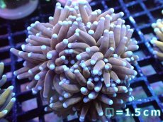 画像1: 【送料無料対象商品】【サンゴ】【通販】ゴールドトーチコーラル（２４K）（個体販売）No.9（生体）（サンゴ） (1)