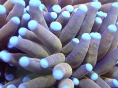 画像2: 【送料無料対象商品】【サンゴ】【通販】ゴールドトーチコーラル（２４K）（個体販売）No.9（生体）（サンゴ） (2)