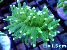画像1: 【送料無料対象商品】【サンゴ】【通販】トーチコーラル（Full metallic Green）（個体販売）No.2（生体）（サンゴ） (1)