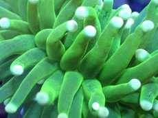 画像2: 【送料無料対象商品】【サンゴ】【通販】トーチコーラル（Full metallic Green）（個体販売）No.2（生体）（サンゴ） (2)