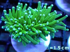 画像1: 【送料無料対象商品】【サンゴ】【通販】トーチコーラル（Full metallic Green）（個体販売）No.3（生体）（サンゴ） (1)