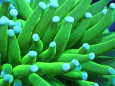 画像2: 【送料無料対象商品】【サンゴ】【通販】トーチコーラル（Full metallic Green）（個体販売）No.3（生体）（サンゴ） (2)