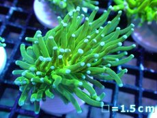 画像1: 【送料無料対象商品】【サンゴ】【通販】トーチコーラル（Full metallic Green）（個体販売）No.4（生体）（サンゴ） (1)