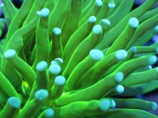 画像2: 【送料無料対象商品】【サンゴ】【通販】トーチコーラル（Full metallic Green）（個体販売）No.4（生体）（サンゴ） (2)