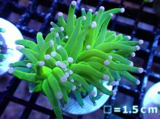 画像1: 【送料無料対象商品】【サンゴ】【通販】トーチコーラル（Full metallic Green）（個体販売）No.5（生体）（サンゴ） (1)