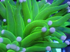 画像2: 【送料無料対象商品】【サンゴ】【通販】トーチコーラル（Full metallic Green）（個体販売）No.5（生体）（サンゴ） (2)