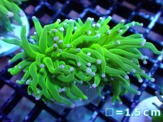 画像1: 【送料無料対象商品】【サンゴ】【通販】トーチコーラル（Full metallic Green）（個体販売）No.6（生体）（サンゴ） (1)