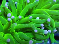 画像2: 【送料無料対象商品】【サンゴ】【通販】トーチコーラル（Full metallic Green）（個体販売）No.6（生体）（サンゴ） (2)