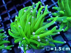 画像1: 【送料無料対象商品】【サンゴ】【通販】トーチコーラル（Full metallic Green）（個体販売）No.7（生体）（サンゴ） (1)