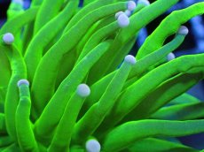 画像2: 【送料無料対象商品】【サンゴ】【通販】トーチコーラル（Full metallic Green）（個体販売）No.7（生体）（サンゴ） (2)