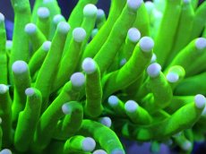 画像2: 【送料無料対象商品】【サンゴ】【通販】トーチコーラル（Full metallic Green）（個体販売）No.9（生体）（サンゴ） (2)