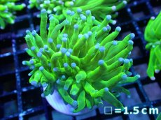 画像1: 【送料無料対象商品】【サンゴ】【通販】トーチコーラル（Full metallic Green）（個体販売）No.10（生体）（サンゴ） (1)