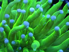 画像2: 【送料無料対象商品】【サンゴ】【通販】トーチコーラル（Full metallic Green）（個体販売）No.10（生体）（サンゴ） (2)