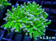 画像1: 【送料無料対象商品】【サンゴ】【通販】トーチコーラル（Full metallic Green）（個体販売）No.11（生体）（サンゴ） (1)