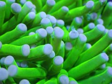 画像2: 【送料無料対象商品】【サンゴ】【通販】トーチコーラル（Full metallic Green）（個体販売）No.11（生体）（サンゴ） (2)