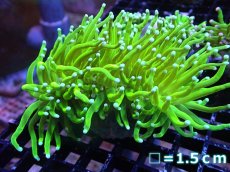 画像1: 【送料無料対象商品】【サンゴ】【通販】トーチコーラル（Full metallic Green）（個体販売）No.14（生体）（サンゴ） (1)