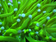 画像2: 【送料無料対象商品】【サンゴ】【通販】トーチコーラル（Full metallic Green）（個体販売）No.14（生体）（サンゴ） (2)