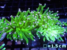 画像1: 【送料無料対象商品】【サンゴ】【通販】トーチコーラル（Full metallic Green）（個体販売）No.15（生体）（サンゴ） (1)