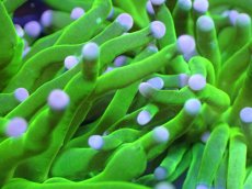 画像2: 【送料無料対象商品】【サンゴ】【通販】トーチコーラル（Full metallic Green）（個体販売）No.15（生体）（サンゴ） (2)