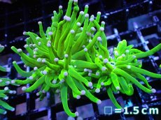 画像1: 【送料無料対象商品】【サンゴ】【通販】トーチコーラル（Full metallic Green）（個体販売）No.16（生体）（サンゴ） (1)
