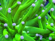 画像2: 【送料無料対象商品】【サンゴ】【通販】トーチコーラル（Full metallic Green）（個体販売）No.16（生体）（サンゴ） (2)